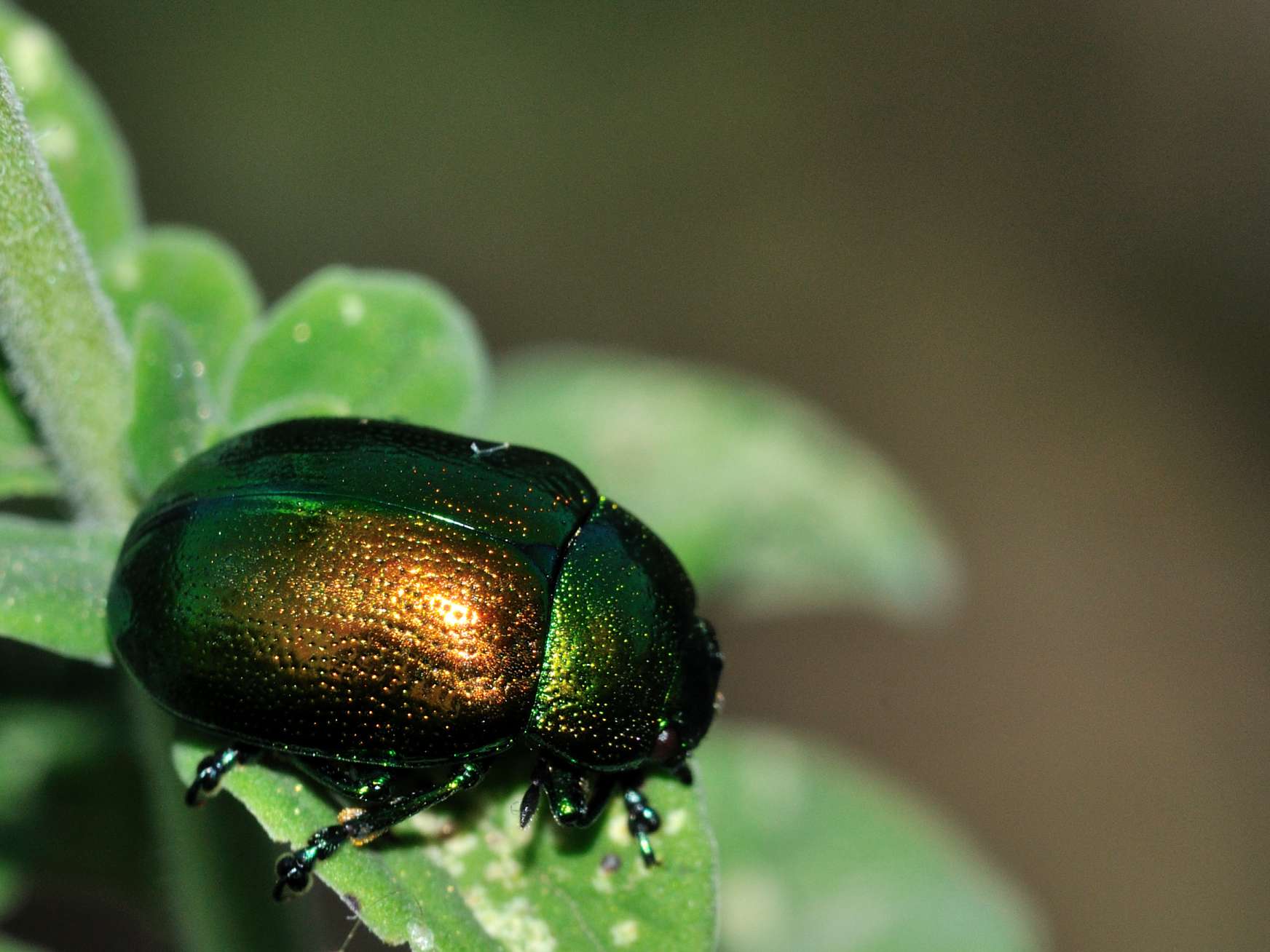 Chrysolina cfr herbacea